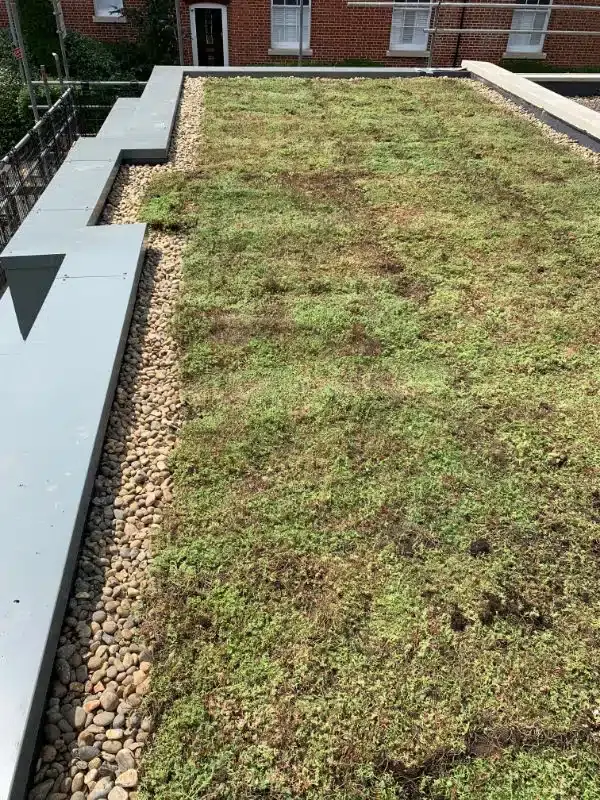 Green Roof, Winchester, photo 8
